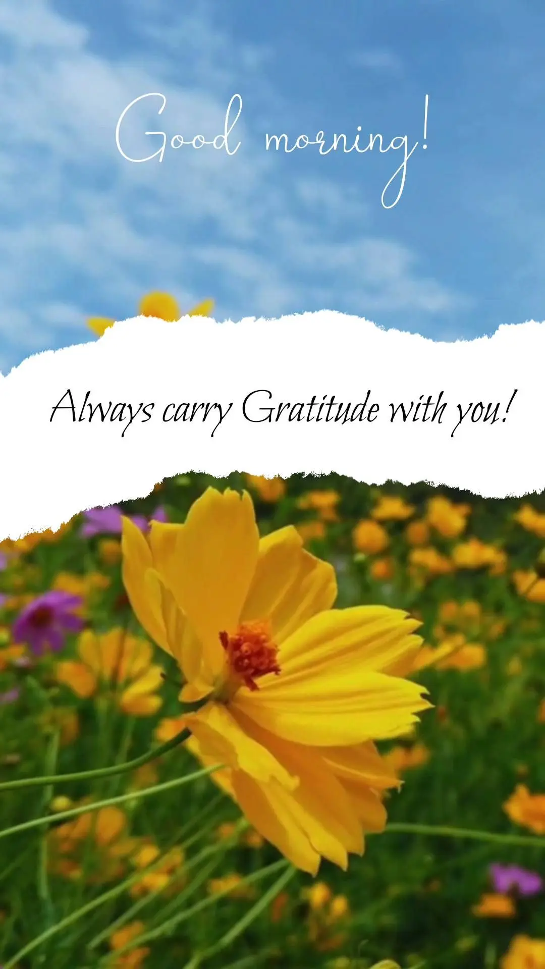 Always carry Gratitude with you! Good morning!