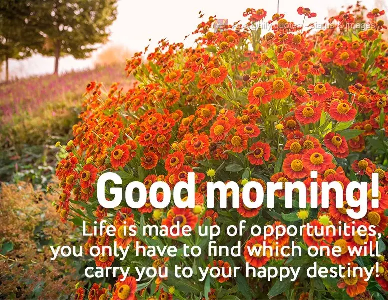 Life is made up of opportunities. You only have to find which one will carry you to your happy destiny! Good morning!