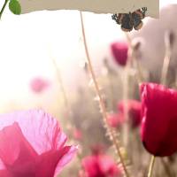 May we have feelings of hope and happiness on this beautiful morning so that we can fill our hearts with faith and our life with blessings! Good morning!...