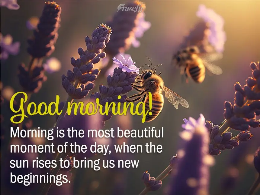 Morning is the most beautiful moment of the day, when the sun rises to bring us new beginnings. Good morning!