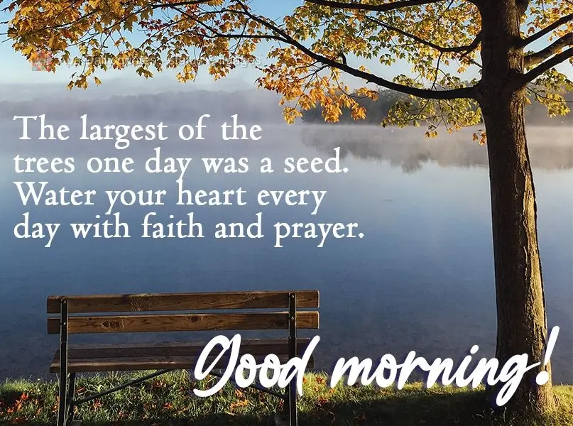 The largest of the trees was once a seed.
Water your heart every day with faith and prayer. Good morning!