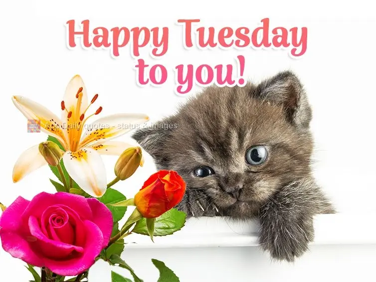 Happy Tuesday to you!