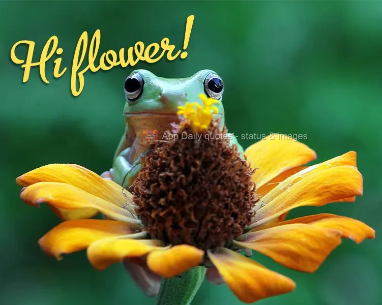 Hi flower!