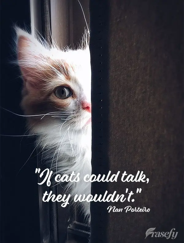 "If cats could talk, they wouldn't." Nan Porteiro