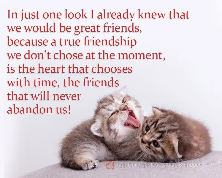 In just one look I already knew that we would be great friends, because a true friendship isn't chosen in the moment. It is the heart that chooses over t...