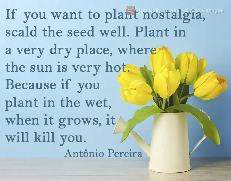 If you want to plant nostalgia, scald the seed well. Plant it in a very dry place where the sun is very hot. Because if you plant it in a wet place, when...