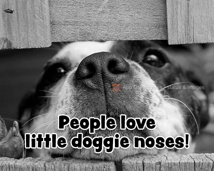 People love little doggie noses!