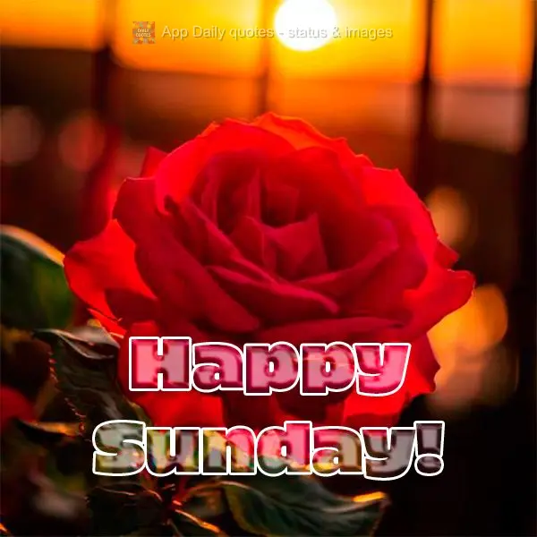 Happy Sunday!