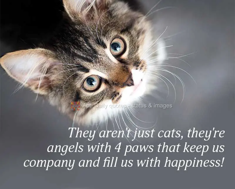 They aren't just cats, they're angels with 4 paws that keep us company and fill us with happiness!